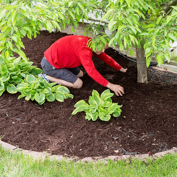 we recommend applying mulch at a thickness of 2-4 inches for optimal weed control and moisture retention